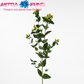 Hypericum inodorum Beauty Bird fotografie