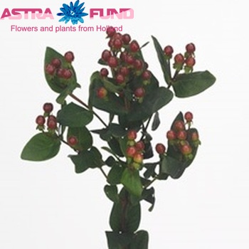 Hypericum inodorum Chocolate Attraction fotografie