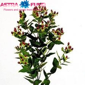 Hypericum inodorum 'Dual Flair' fotografie