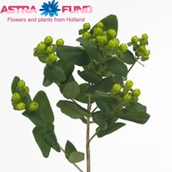 Hypericum inodorum Green Attraction fotografie