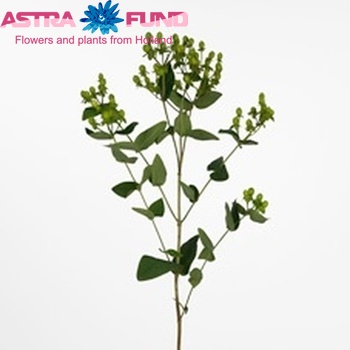 Hypericum inodorum Green Parakeet photo