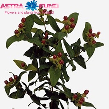 Hypericum inodorum King Flair photo