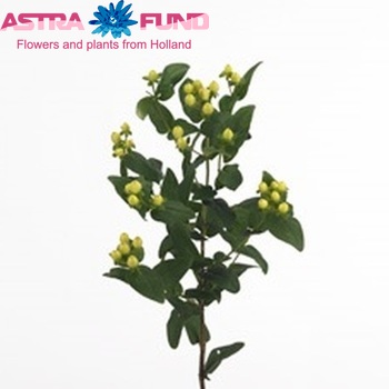 Hypericum inodorum Lemon Attraction photo