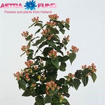 Hypericum inodorum Magical Charm photo