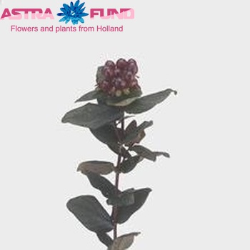 Hypericum inodorum Magical Cherry photo