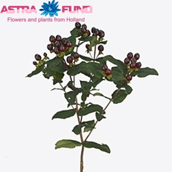 Hypericum inodorum Magical Dawn photo