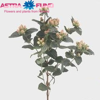 Hypericum inodorum Magical Desire photo