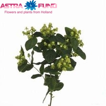Hypericum inodorum Magical Dream photo
