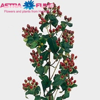 Hypericum inodorum Magical Fall photo