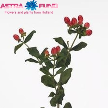 Hypericum inodorum Magical Fireball fotografija
