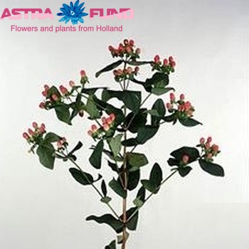 Hypericum inodorum Magical Flame fotografija