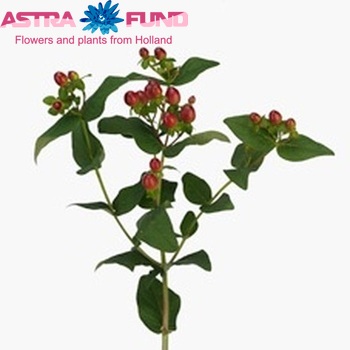 Hypericum inodorum Magical Giant fotografija