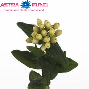Hypericum inodorum Magical Gold zdjęcie