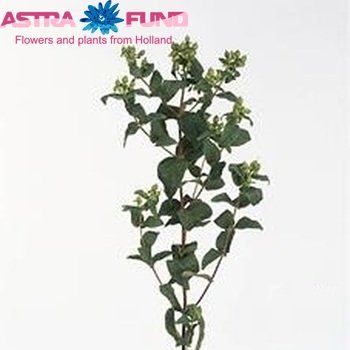 Hypericum inodorum Magical Green zdjęcie