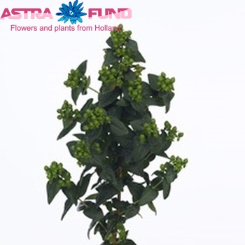 Hypericum inodorum Magical Green Fall zdjęcie