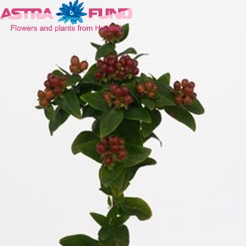 Hypericum inodorum Magical Indian Fall zdjęcie