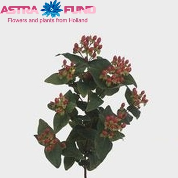 Hypericum inodorum Magical Kiss zdjęcie