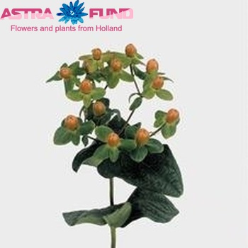 Hypericum inodorum Magical Orange φωτογραφία