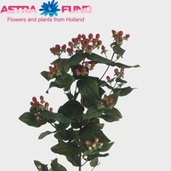 Hypericum inodorum Magical Passion φωτογραφία