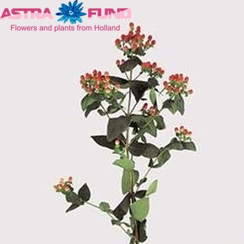 Hypericum inodorum Magical Pink φωτογραφία