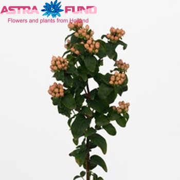 Hypericum inodorum Magical Pink Fall φωτογραφία