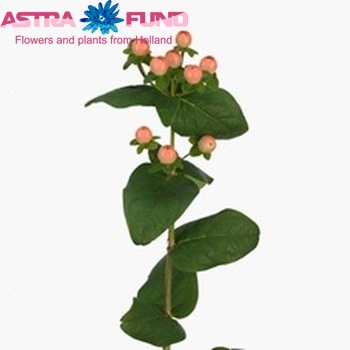 Hypericum inodorum Magical Pink Giant φωτογραφία