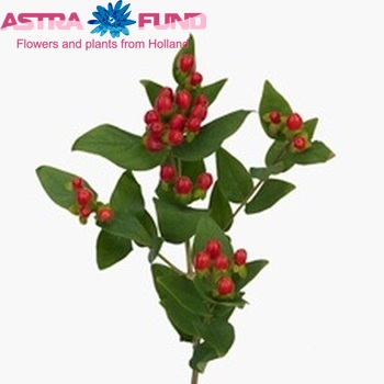 Hypericum inodorum Magical Red φωτογραφία