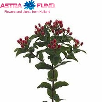 Hypericum inodorum Magical Red Fall φωτογραφία