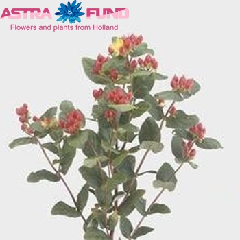 Hypericum inodorum Magical Rocket φωτογραφία