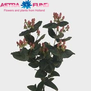 Hypericum inodorum Magical Romance φωτογραφία