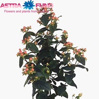Hypericum inodorum Magical Sweetheart φωτογραφία