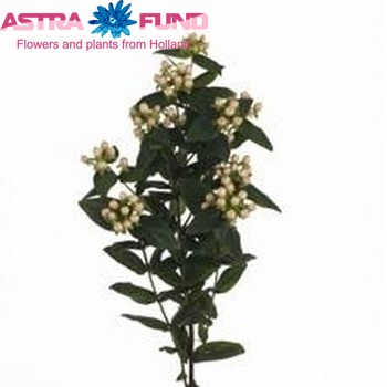 Hypericum inodorum Magical White φωτογραφία