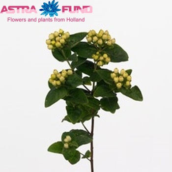 Hypericum inodorum Magical White Fall φωτογραφία