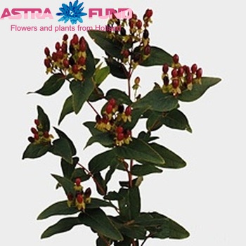 Hypericum inodorum 'October Revolution' φωτογραφία