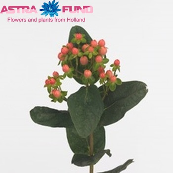Hypericum inodorum Pink Bernice φωτογραφία