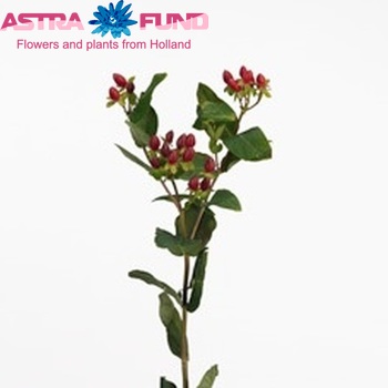 Hypericum inodorum Pink Flamingo φωτογραφία
