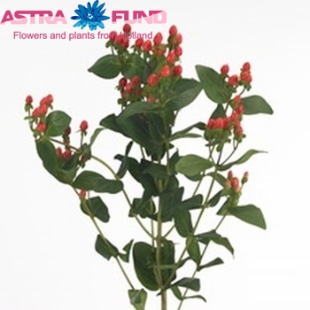 Hypericum inodorum Red Attraction φωτογραφία