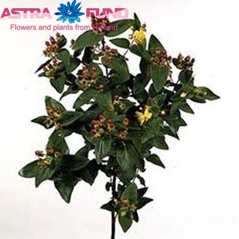 Hypericum inodorum 'Red Glory' φωτογραφία