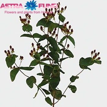 Hypericum inodorum 'Rheingold' φωτογραφία