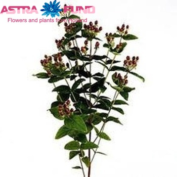 Hypericum inodorum Royal Flair φωτογραφία