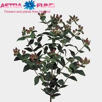Hypericum inodorum Summer Fantasy φωτογραφία