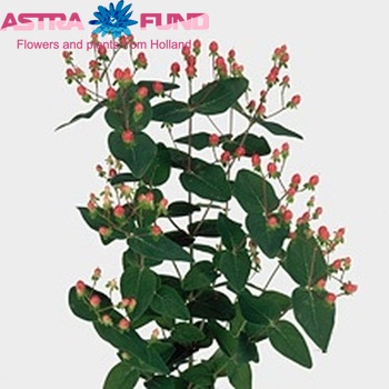 Hypericum inodorum Sweet Flair φωτογραφία