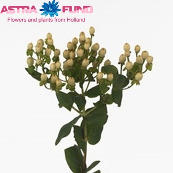 Hypericum inodorum White Seagull φωτογραφία