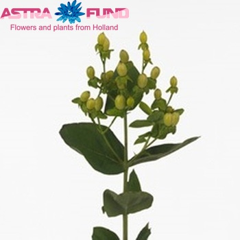 Hypericum inodorum Yellow Canary φωτογραφία