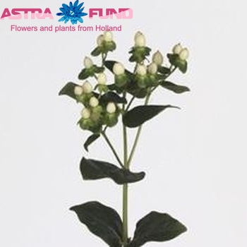 Hypericum Ivory Classic φωτογραφία