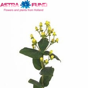 Hypericum Lemon Flair φωτογραφία