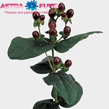 Hypericum Magical Black φωτογραφία