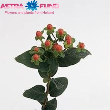 Hypericum Magical Sunset φωτογραφία