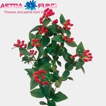 Hypericum 'Orange Wave' φωτογραφία