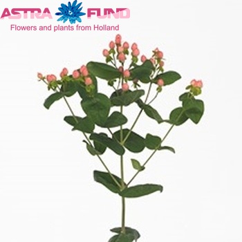 Hypericum Pink Attraction φωτογραφία